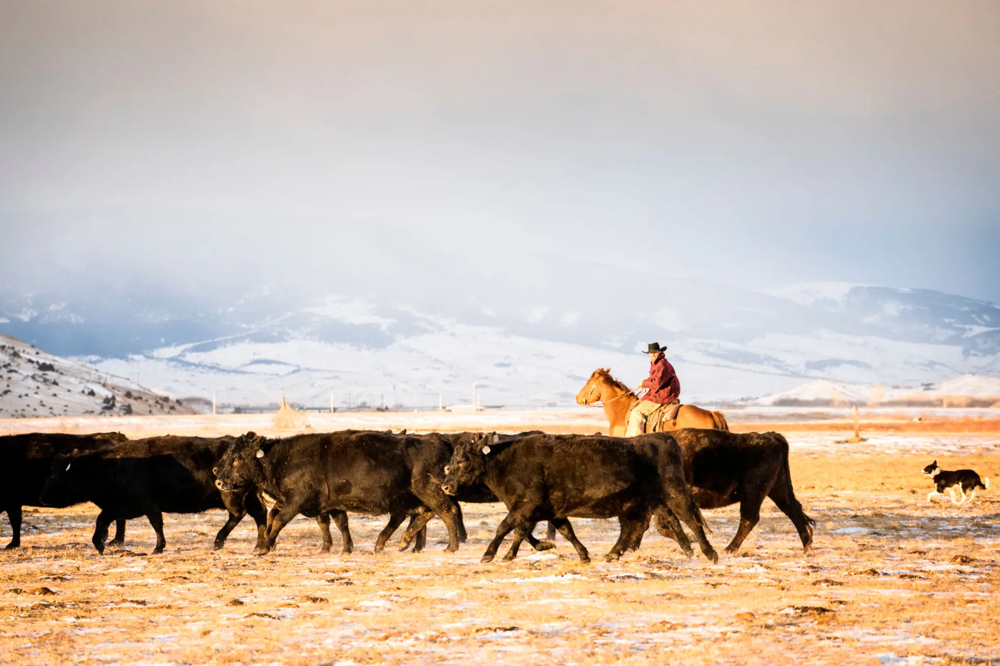 A person on horseback herding cattle across a snowy field.