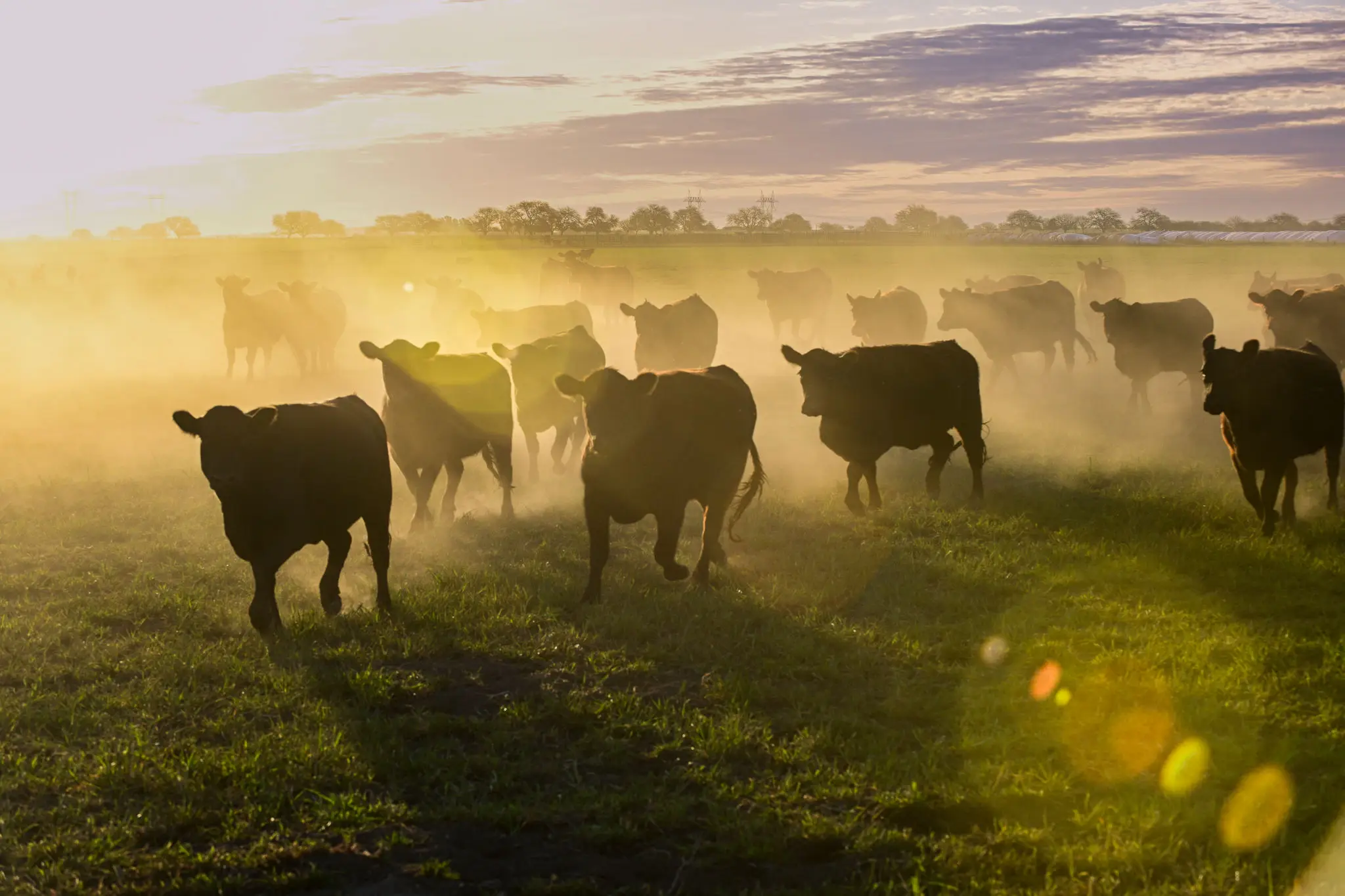 Cattle walking through a misty field at sunrise.
