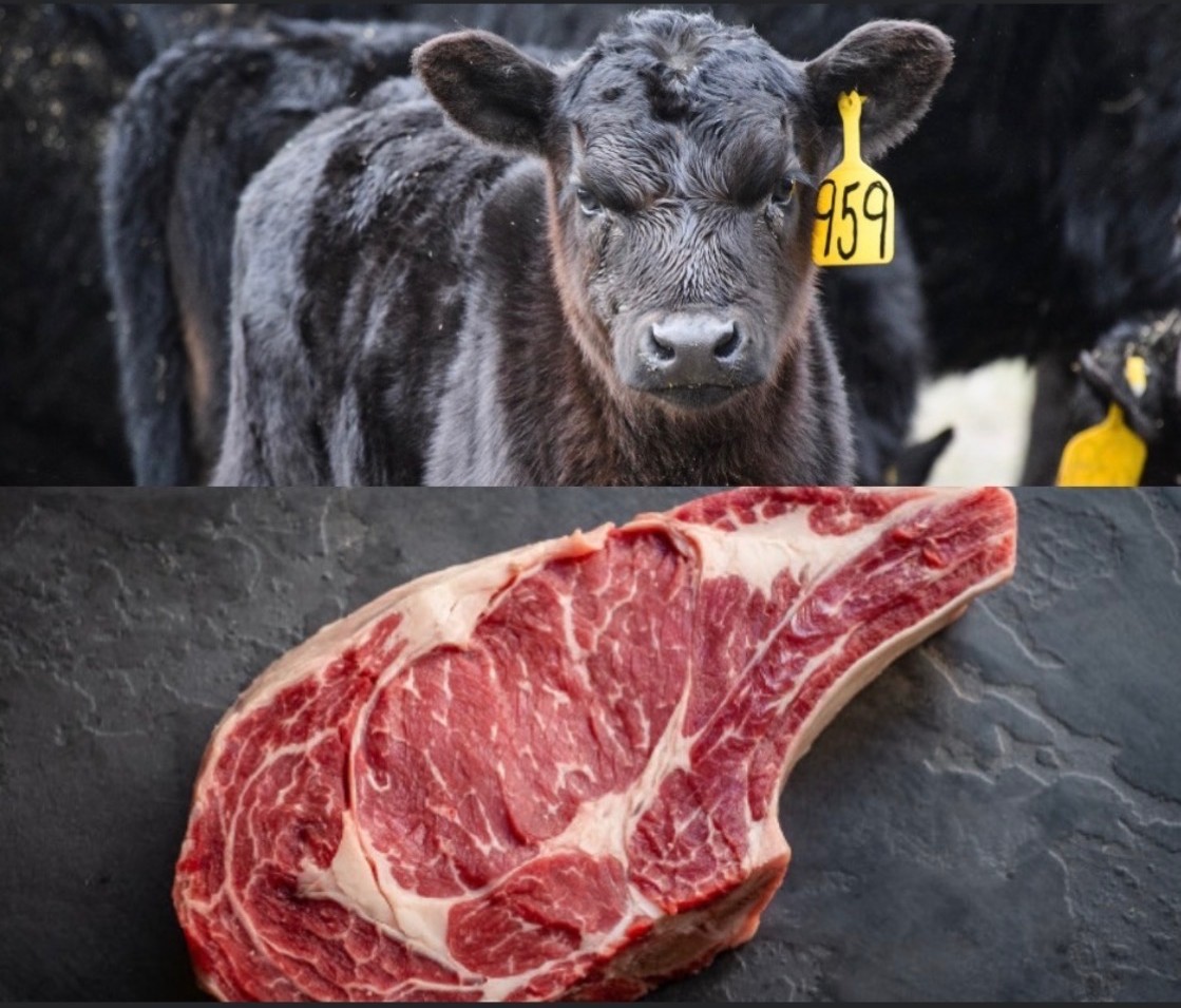 A cow with a yellow tag and a raw ribeye steak on a black surface.