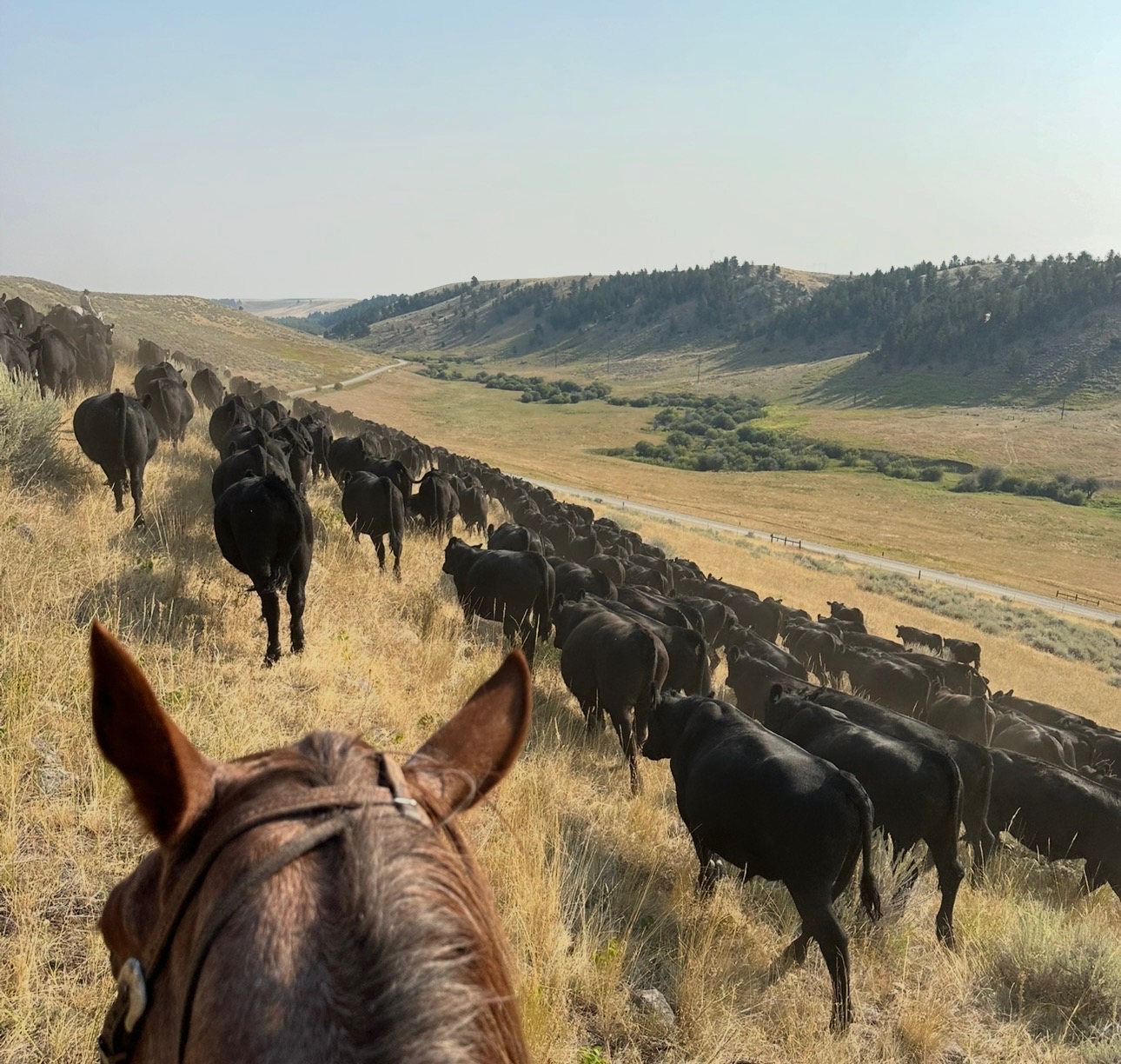 View from horseback of cattle herded along a dry riverbed under a clear sky.
