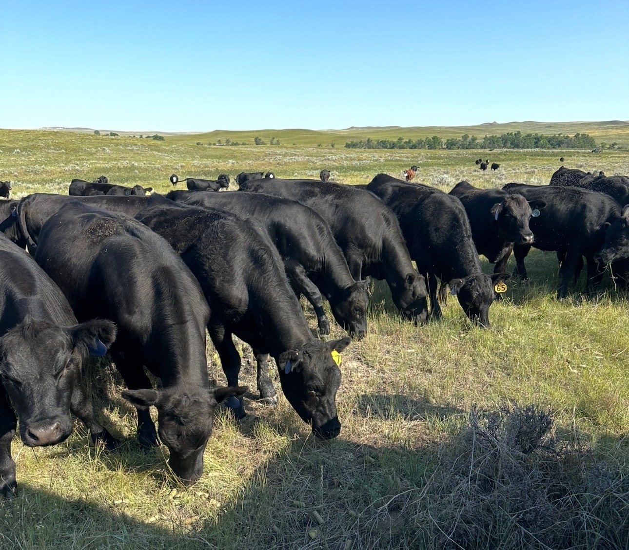 A herd of black cattle grazing on a sunny grassy field.