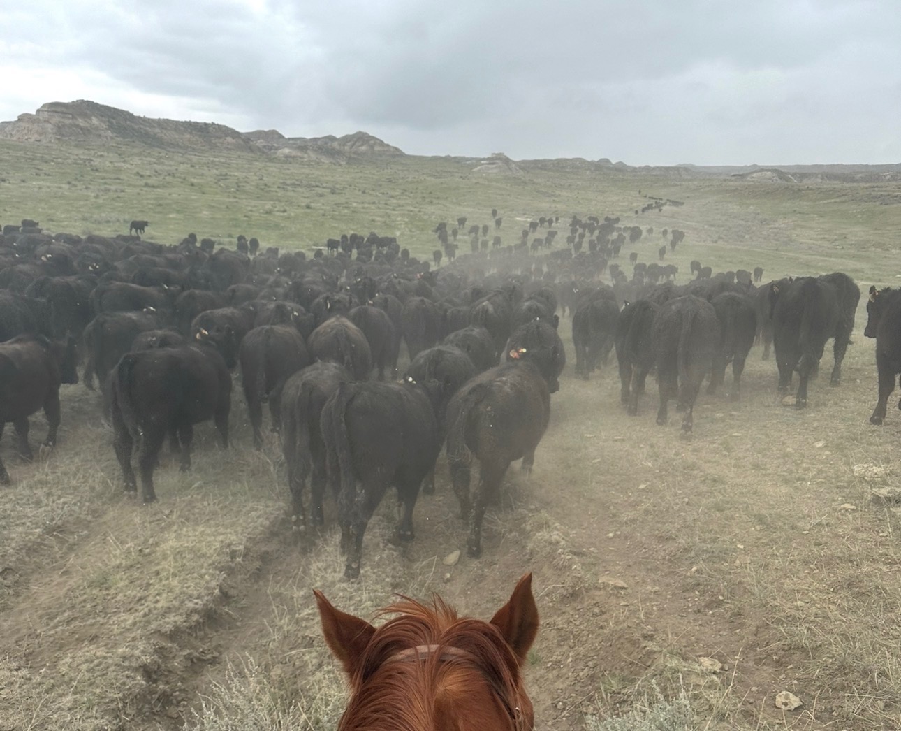 View from horseback of a herd of cattle on a dusty trail.